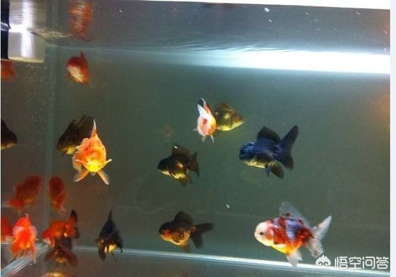 白金龍魚：白金龍魚圖片大全大圖