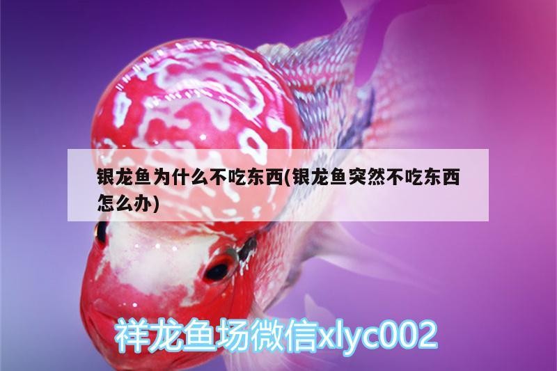 銀龍魚為什么不吃東西(銀龍魚突然不吃東西怎么辦)
