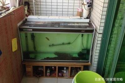 40的魚缸養多大的魚：40厘米的魚缸適合養多大的魚