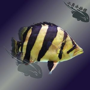 虎魚的樣子長什么樣子：虎魚的外觀特征豐富多彩，