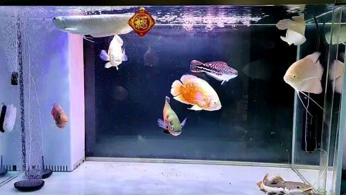 混養(yǎng)魚色彩搭配建議，混養(yǎng)魚的色彩搭配建議 混養(yǎng)魚色彩搭配建議，混養(yǎng)魚的色彩搭配建議 虎魚百科 第5張
