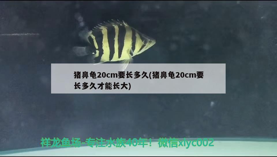 豬鼻龜20cm要長多久(豬鼻龜20cm要長多久才能長大) 豬鼻龜20cm要長多久(豬鼻龜20cm要長多久才能長大) 豬鼻龜百科