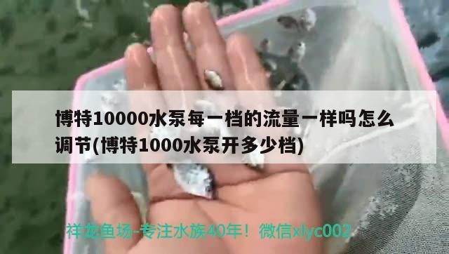 博特10000水泵每一檔的流量一樣嗎怎么調(diào)節(jié)(博特1000水泵開多少檔) 博特10000水泵每一檔的流量一樣嗎怎么調(diào)節(jié)(博特1000水泵開多少檔) 博特水族