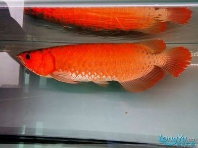 紅龍魚小魚如何挑選：印尼紅龍魚小苗如何挑選紅龍魚小苗，印尼紅龍魚小苗挑選指南 紅龍魚小魚如何挑選：印尼紅龍魚小苗如何挑選紅龍魚小苗，印尼紅龍魚小苗挑選指南 紅龍魚百科 第4張
