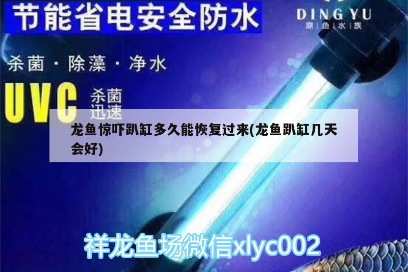 龍魚驚嚇趴缸多久能恢復過來(龍魚趴缸幾天會好)