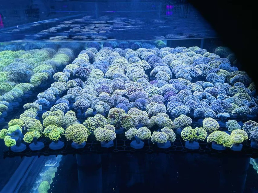 活體珊瑚 活體珊瑚 龍魚論壇 第2張