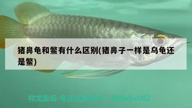 豬鼻龜和鱉有什么區別(豬鼻子一樣是烏龜還是鱉) 豬鼻龜和鱉有什么區別(豬鼻子一樣是烏龜還是鱉) 豬鼻龜百科