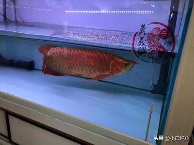 紅龍魚幾年能長到60公分：紅龍魚長到60公分大約需要3到5年時間才能達到60公分的長度