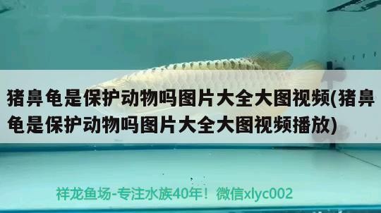 豬鼻龜是保護(hù)動(dòng)物嗎圖片大全大圖視頻(豬鼻龜是保護(hù)動(dòng)物嗎圖片大全大圖視頻播放)
