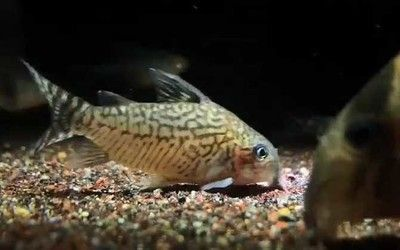 金龍魚趴缸多久可以治好vs祥龍魚場：金龍魚在水族缸內趴缸現象的成因及解決方法及解決方法