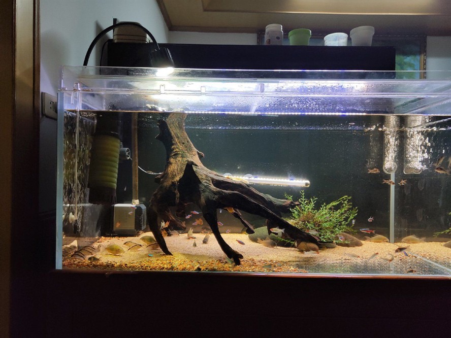 cleair魚缸怎么樣：cleair魚缸的質量和質量處理cleair魚缸的售后服務 cleair魚缸怎么樣：cleair魚缸的質量和質量處理cleair魚缸的售后服務 魚缸百科 第1張