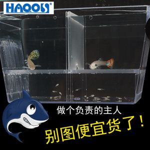 40的魚缸養什么熱帶魚：40厘米的魚缸適合養哪些熱帶魚需要注意什么樣的設備