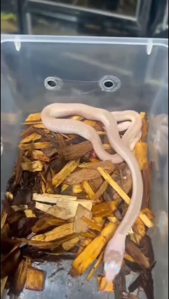 白邊滑鼠苗子現貨還有很多，條條高邊 白邊滑鼠苗子現貨還有很多，條條高邊 龍魚論壇