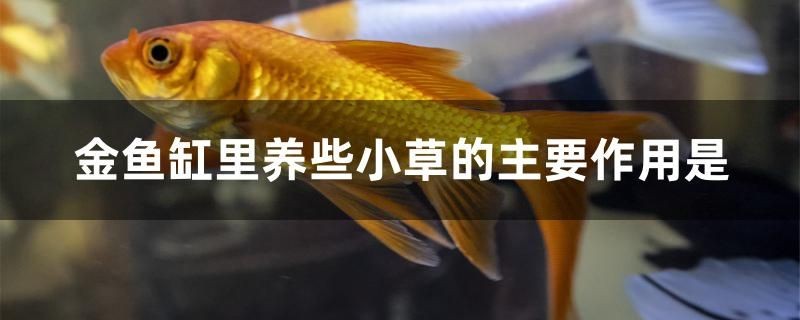 金魚缸里養小草的主要作用是什么