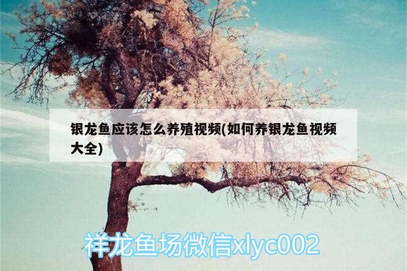 銀龍魚應該怎么養殖視頻(如何養銀龍魚視頻大全)