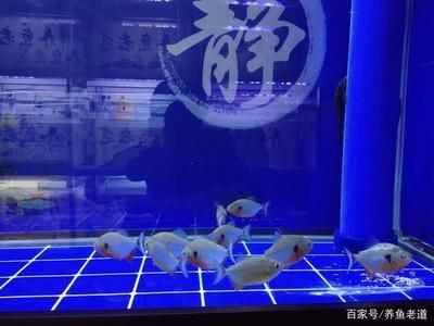 虎魚蝴蝶鯉混養:虎魚和蝴蝶鯉可以混養嗎 虎魚百科 第2張 虎魚蝴蝶鯉混養:虎魚和蝴蝶鯉可以混養嗎 虎魚蝴蝶鯉混養:虎魚和蝴蝶鯉可以混養嗎 虎魚百科 第2張