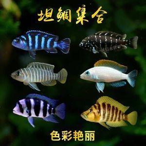 虎魚蝴蝶鯉混養：虎魚和蝴蝶鯉可以混養嗎 虎魚蝴蝶鯉混養：虎魚和蝴蝶鯉可以混養嗎 虎魚百科 第3張