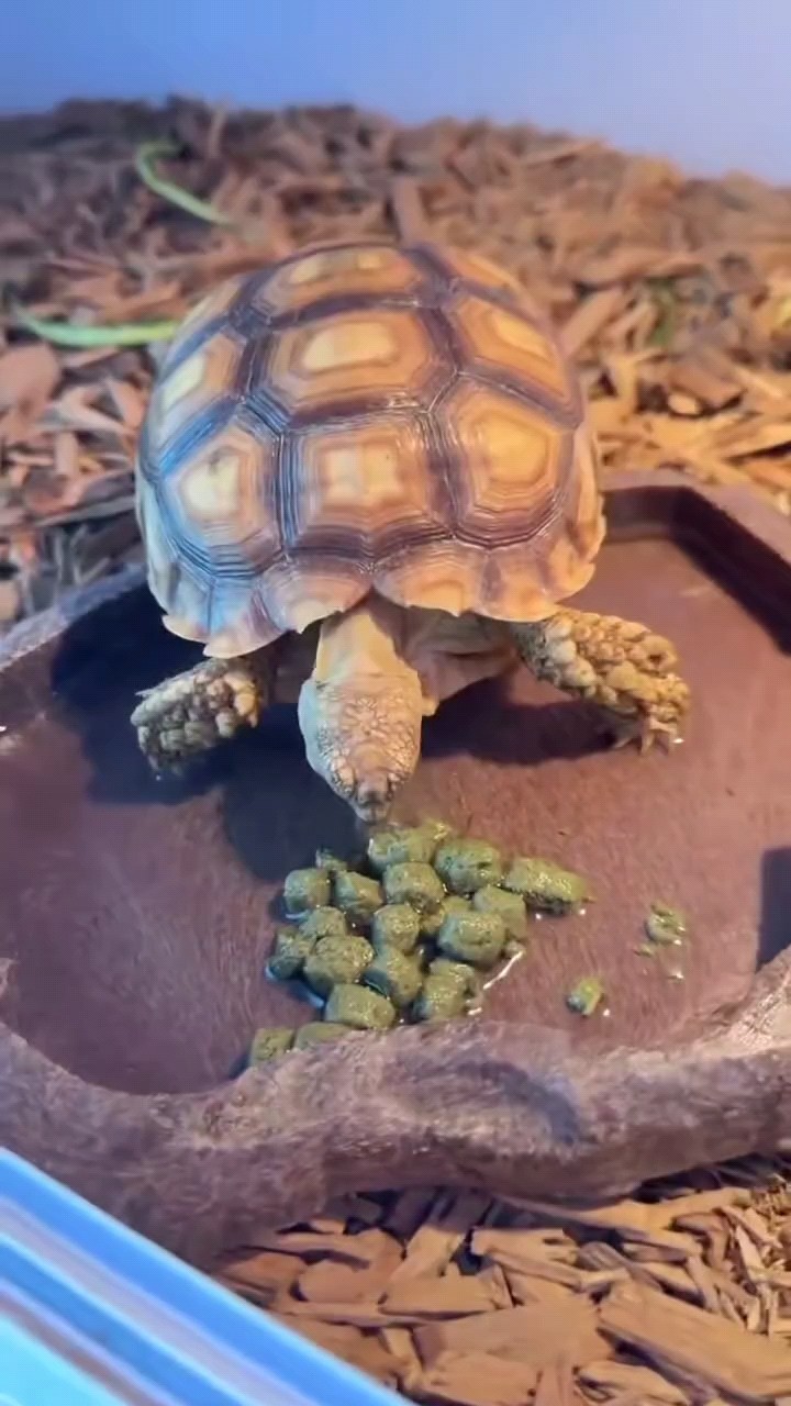 可愛小蘇！合法帶芯片帶標識卡，玩家可合法飼養(yǎng)十來公分的僅售?? 2999 可愛小蘇！合法帶芯片帶標識卡，玩家可合法飼養(yǎng)十來公分的僅售?? 2999 龍魚論壇