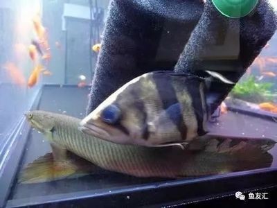 印尼虎魚最佳飼養溫度和濕度：印尼虎魚最佳飼養溫度和濕度數值需要注意其他關鍵因素