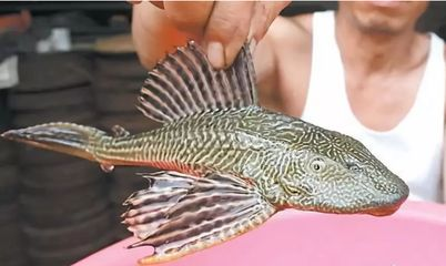 繁殖觀賞魚生意怎么樣（繁殖觀賞魚生意有優勢也有挑戰）