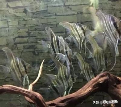 繁殖觀賞魚生意怎么樣（繁殖觀賞魚生意有優勢也有挑戰）