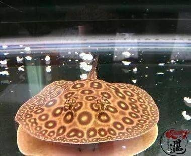 白紋黑帝魟魚生下來多大：白紋黑帝魟魚的初始大小 白紋黑帝魟魚生下來多大：白紋黑帝魟魚的初始大小 魟魚百科 第2張