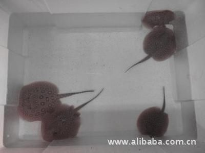 白紋黑帝魟魚生下來多大：白紋黑帝魟魚的初始大小 白紋黑帝魟魚生下來多大：白紋黑帝魟魚的初始大小 魟魚百科 第1張