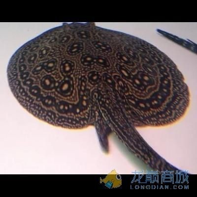 白紋黑帝魟魚生下來多大：白紋黑帝魟魚的初始大小 白紋黑帝魟魚生下來多大：白紋黑帝魟魚的初始大小 魟魚百科 第3張