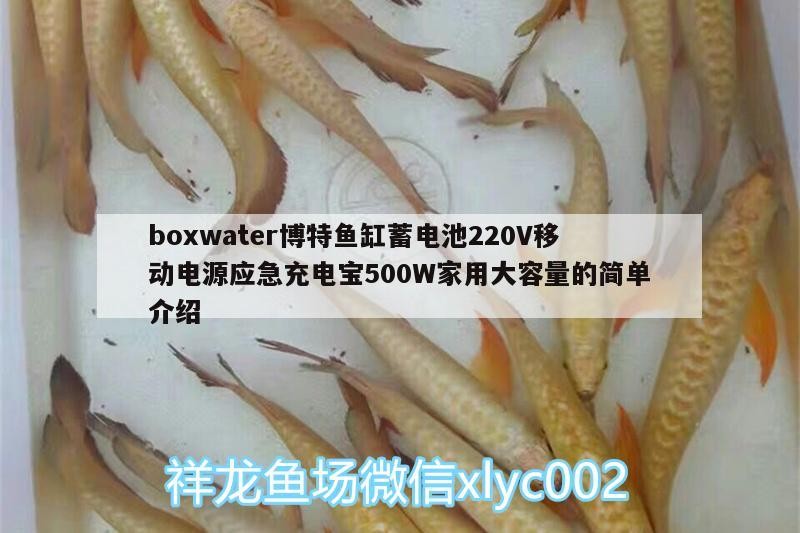 boxwater博特魚缸蓄電池220V移動電源應(yīng)急充電寶500W家用大容量的簡單介紹 boxwater博特魚缸蓄電池220V移動電源應(yīng)急充電寶500W家用大容量的簡單介紹 博特水族