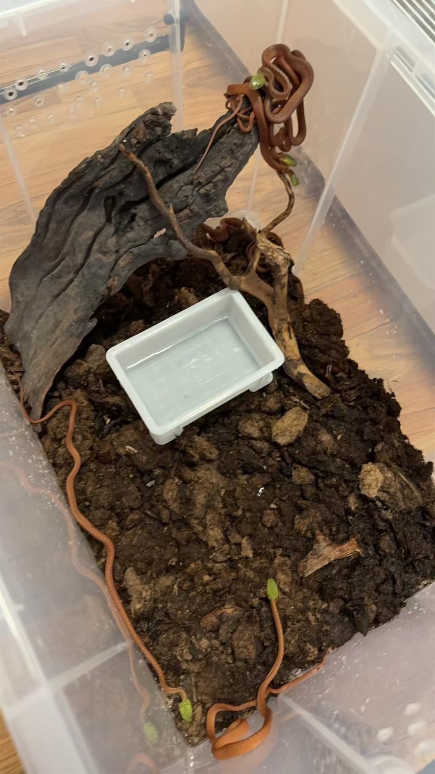 泰國林人工苗 泰國林人工苗 龍魚論壇 第3張