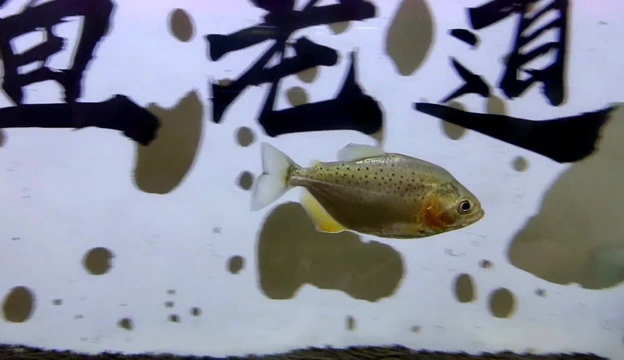 虎魚在黑缸里是蒙眼狀態嗎怎么回事：虎魚在黑缸里是蒙眼狀態嗎