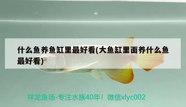 什么魚養魚缸里最好看(大魚缸里面養什么魚最好看)