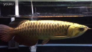 龍魚爛尾巴恢復要多久時間能好vs祥龍魚場：龍魚爛尾巴恢復時間 龍魚爛尾巴恢復要多久時間能好vs祥龍魚場：龍魚爛尾巴恢復時間 vs祥龍魚場 第1張