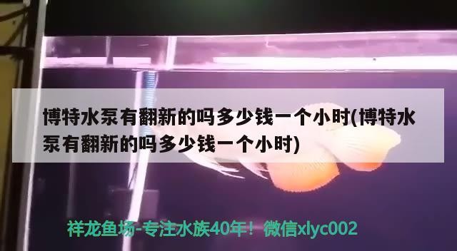博特水泵有翻新的嗎多少錢一個小時(博特水泵有翻新的嗎多少錢一個小時) 博特水泵有翻新的嗎多少錢一個小時(博特水泵有翻新的嗎多少錢一個小時) 博特水族