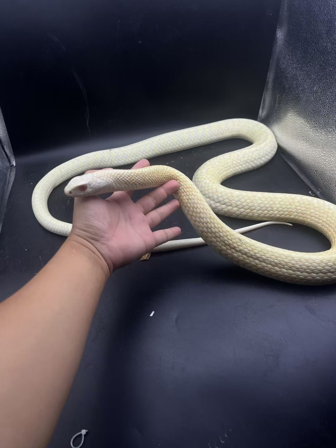 2米左右超大超溫順的成體白化滑鼠??2888包郵包活廣州附近可順豐車??，可自提