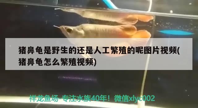 豬鼻龜是野生的還是人工繁殖的呢圖片視頻(豬鼻龜怎么繁殖視頻) 豬鼻龜是野生的還是人工繁殖的呢圖片視頻(豬鼻龜怎么繁殖視頻) 豬鼻龜百科