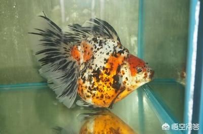 1米魚缸多厚玻璃合適養魚：養魚的1米魚缸玻璃厚度選購指南