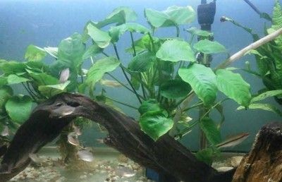 1米魚缸多厚玻璃合適養魚：養魚的1米魚缸玻璃厚度選購指南