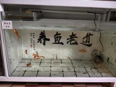 1米魚缸多厚玻璃合適養魚：養魚的1米魚缸玻璃厚度選購指南