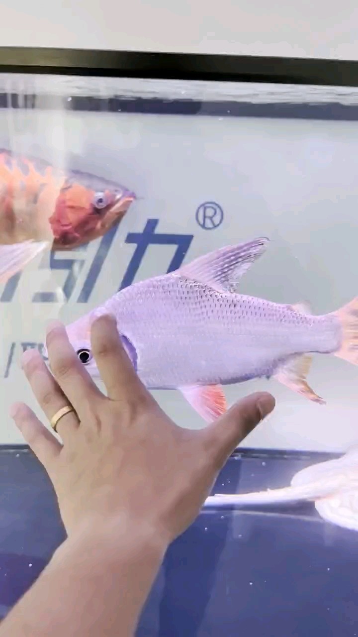 三十公分加的巨無霸飛鳳入缸，龍魚倒是有些不適應了[touxiao]
