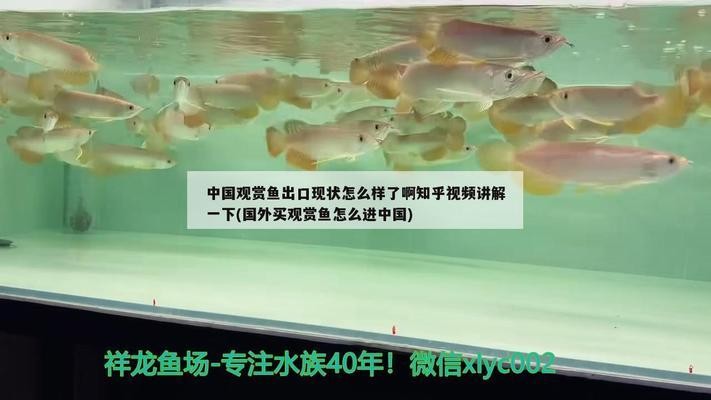 奎龍魚盡量少吃最好不吃，揭秘深海美味背后的健康隱患