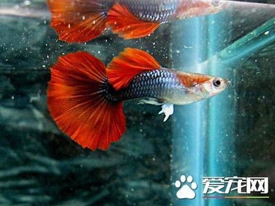 瀕危的嘆息，那些快要滅絕的魚與人類的救贖之路 瀕危的嘆息，那些快要滅絕的魚與人類的救贖之路 龍魚百科 第2張