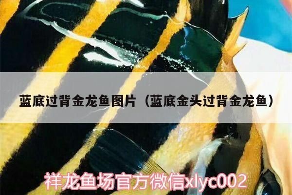 藍(lán)色過(guò)背金龍魚(yú)好養(yǎng)嗎圖片：藍(lán)色過(guò)背金龍魚(yú)是否好養(yǎng)，藍(lán)色過(guò)背金龍魚(yú)的養(yǎng)殖技巧 藍(lán)色過(guò)背金龍魚(yú)好養(yǎng)嗎圖片：藍(lán)色過(guò)背金龍魚(yú)是否好養(yǎng)，藍(lán)色過(guò)背金龍魚(yú)的養(yǎng)殖技巧 金龍魚(yú)百科 第3張