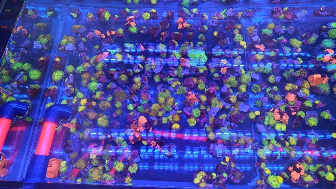 Yuma菇 龍魚(yú)論壇 第1張 Yuma菇 Yuma菇 龍魚(yú)論壇 第1張