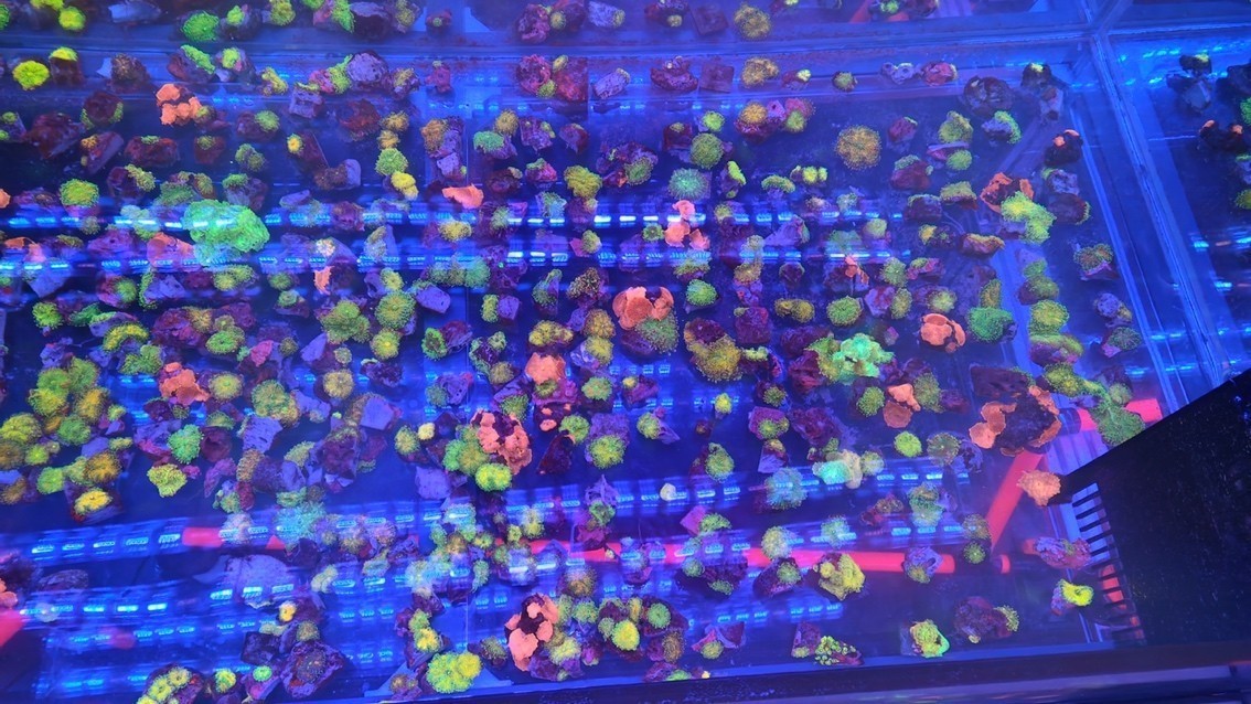Yuma菇 龍魚(yú)論壇 第2張 Yuma菇 Yuma菇 龍魚(yú)論壇 第2張