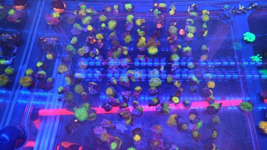 Yuma菇 龍魚(yú)論壇 第3張 Yuma菇 Yuma菇 龍魚(yú)論壇 第3張