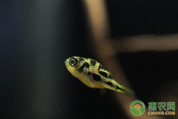 孔雀魚最怕的三種東西，如何避免這些威脅？