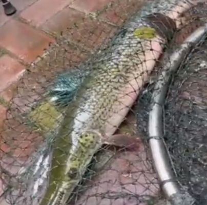 孔雀魚最好三個品種，絢麗多彩的水中精靈
