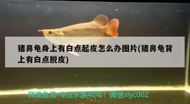 魚缸造景先放沙還是先放水(魚缸造景先鋪沙還是先放石頭) 豬鼻龜身上有白點起皮怎么辦圖片(豬鼻龜背上有白點脫皮) 豬鼻龜百科 豬鼻龜身上有白點起皮怎么辦圖片(豬鼻龜背上有白點脫皮) 豬鼻龜身上有白點起皮怎么辦圖片(豬鼻龜背上有白點脫皮) 豬鼻龜百科