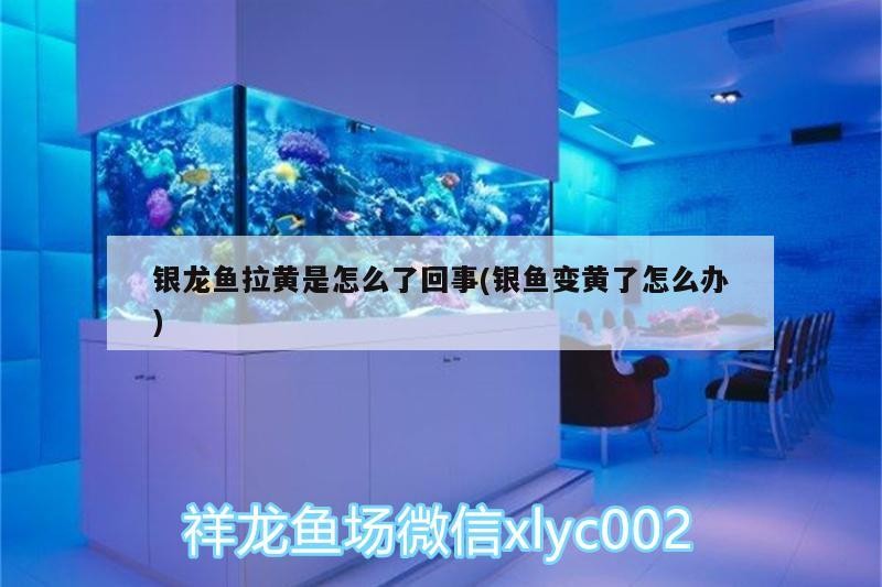 銀龍魚拉黃是怎么了回事(銀魚變黃了怎么辦)